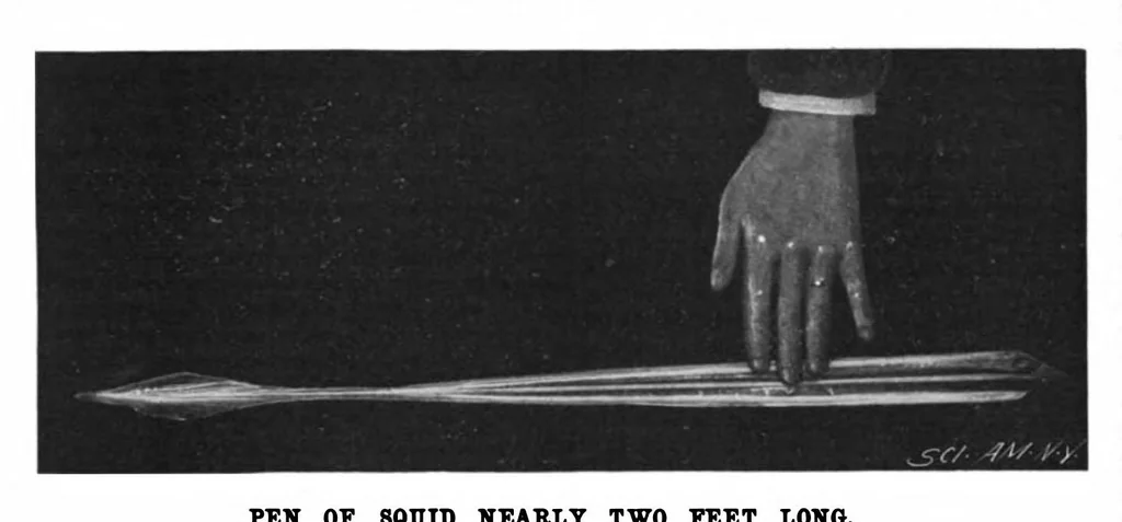 An illustration from Scientific American, Vol. 80, No. 16 (1899), 1899, leaf 10