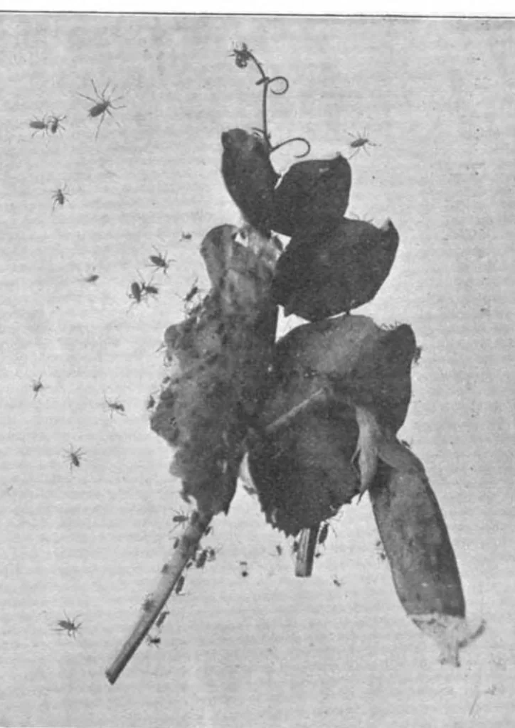 An illustration from Scientific American, Vol. 81, No. 21 (1899), 1899, leaf 4
