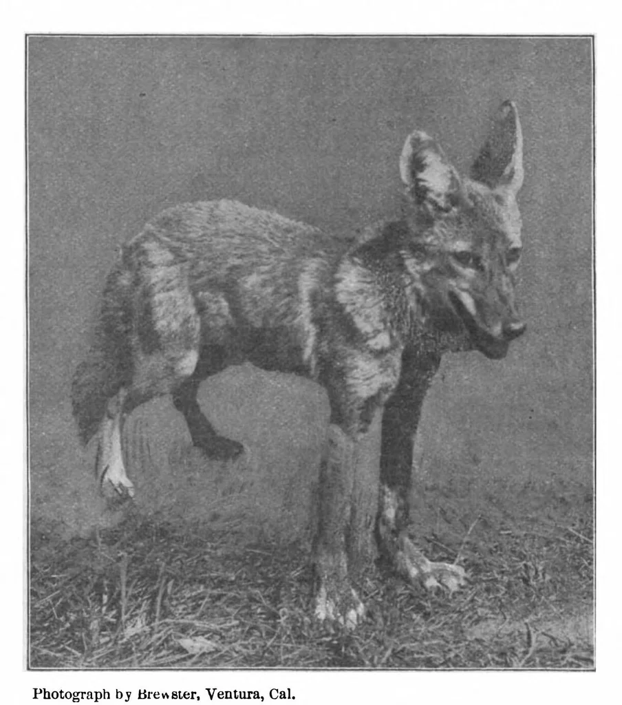 An illustration from Scientific American, Vol. 81, No. 22 (1899), 1899, leaf 10