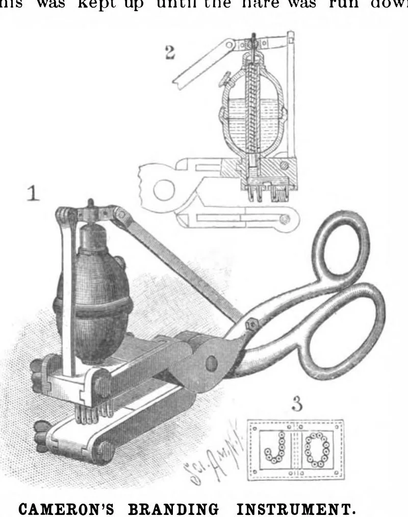 An illustration from Scientific American, Vol. 81, No. 22 (1899), 1899, leaf 10