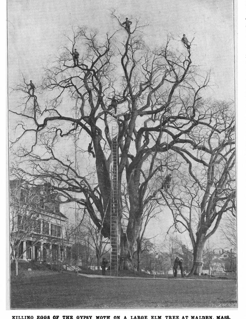 An illustration from Scientific American, Vol. 81, No. 22 (1899), 1899, leaf 8