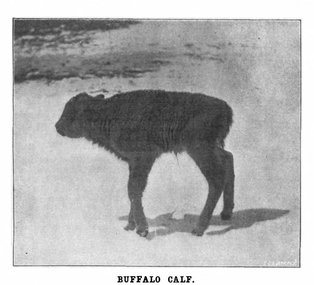 An illustration from Scientific American, Vol. 81, No. 24 (1899), 1899, leaf 10