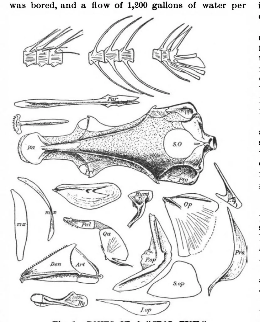An illustration from Scientific American, Vol. 82, No. 7 (1900), 1900, leaf 10