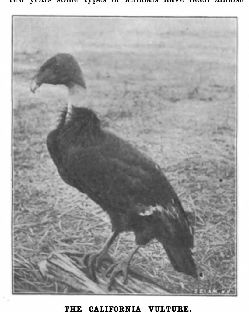 An illustration from Scientific American, Vol. 82, No. 11 (1900), 1900, leaf 10