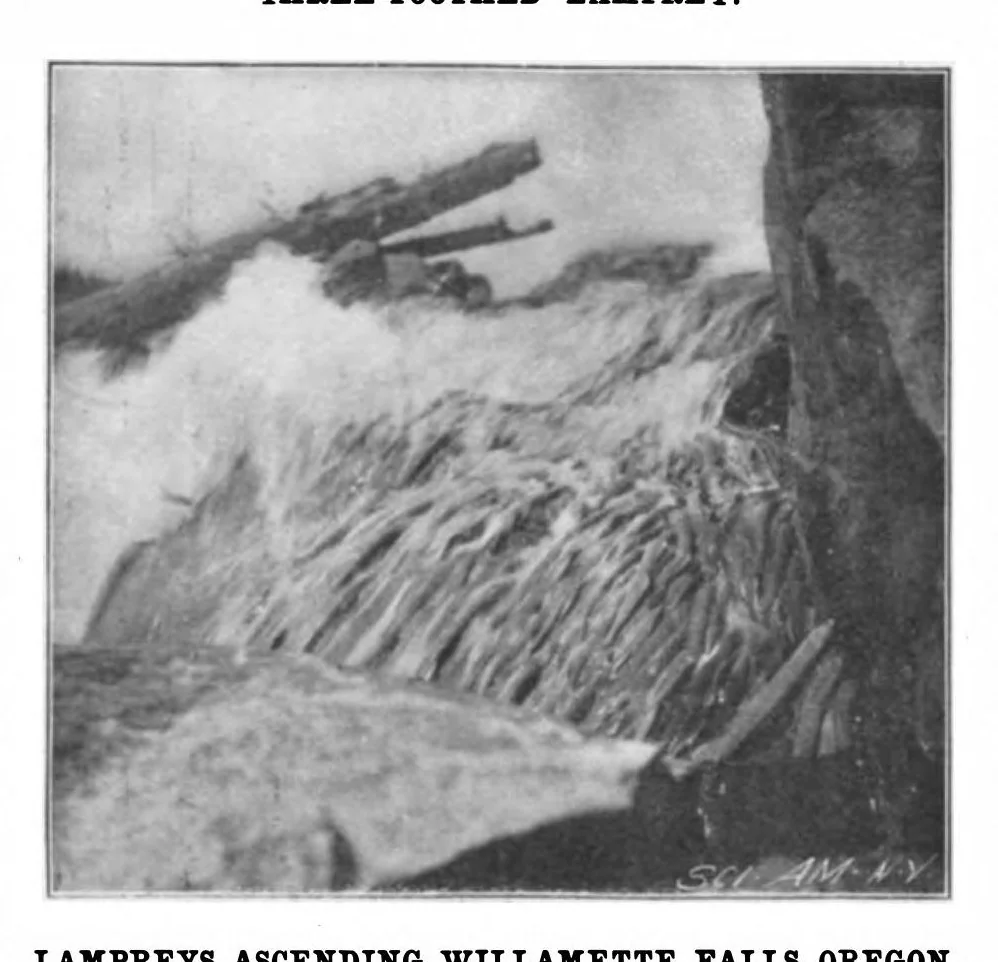 An illustration from Scientific American, Vol. 82, No. 15 (1900), 1900, leaf 10