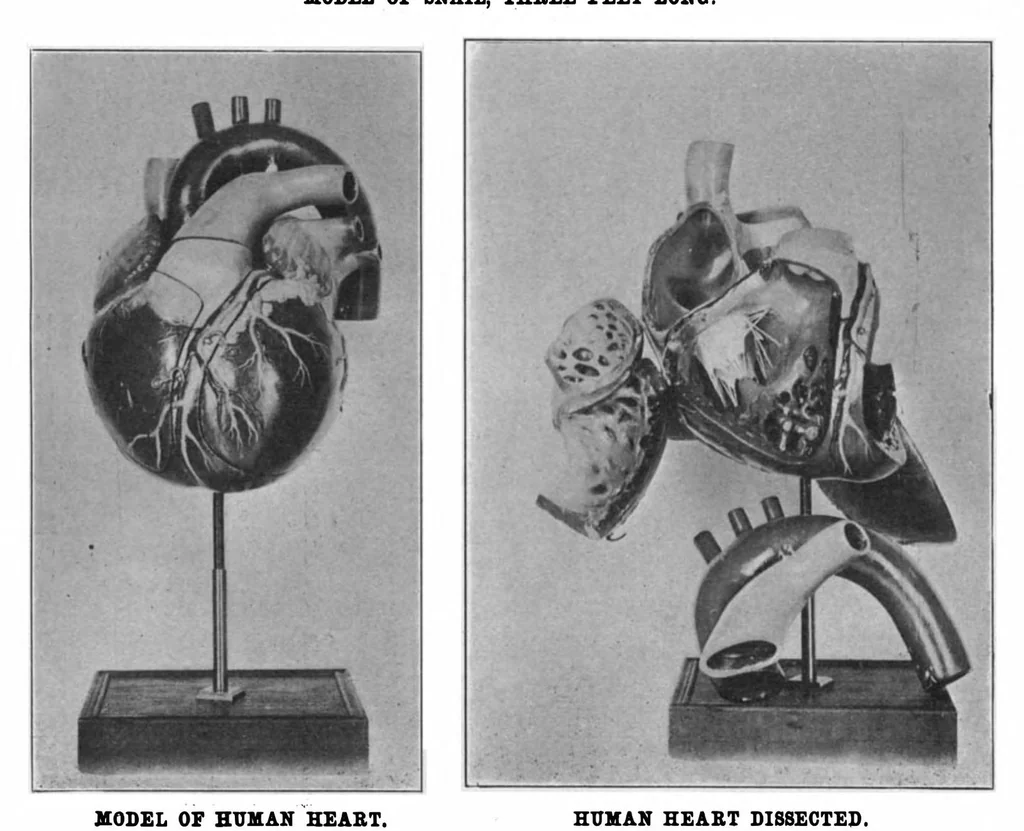 An illustration from Scientific American, Vol. 82, No. 19 (1900), 1900, leaf 8