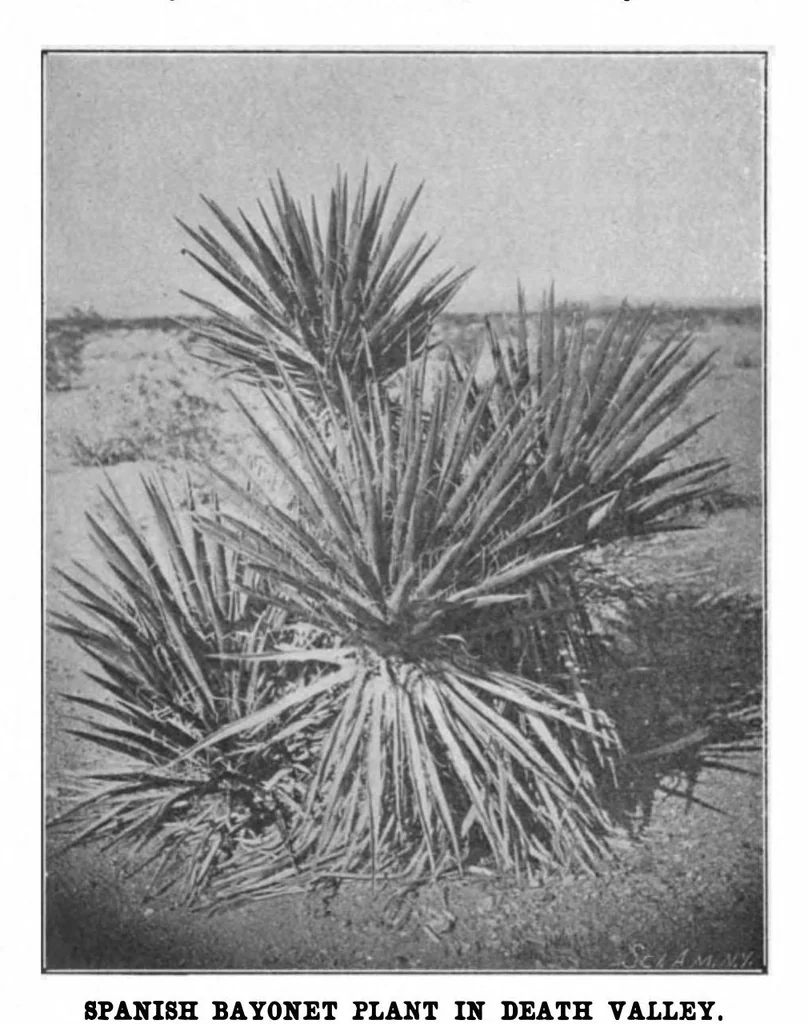 An illustration from Scientific American, Vol. 82, No. 20 (1900), 1900, leaf 4