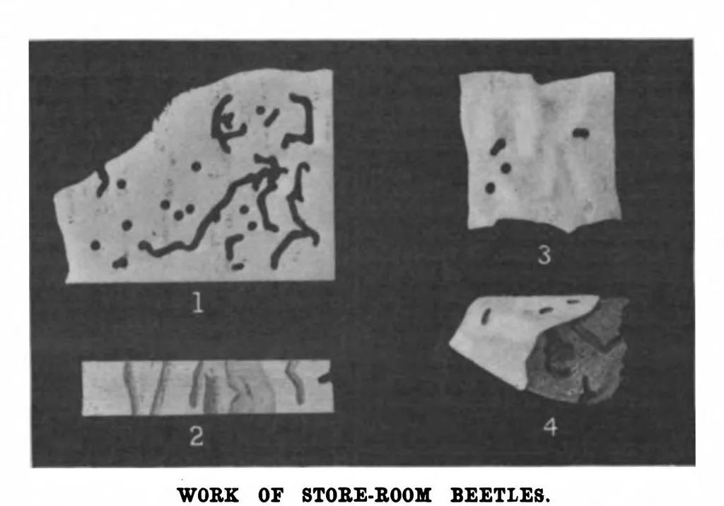 An illustration from Scientific American, Vol. 82, No. 22 (1900), 1900, leaf 10