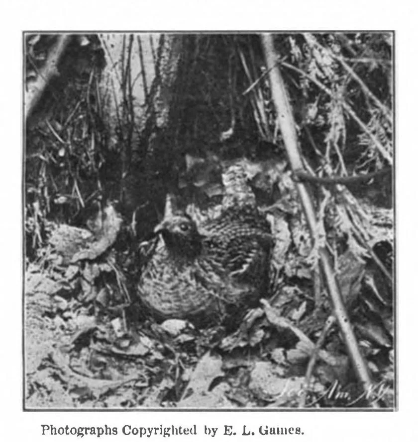 An illustration from Scientific American, Vol. 83, No. 5 (1900), 1900, leaf 10