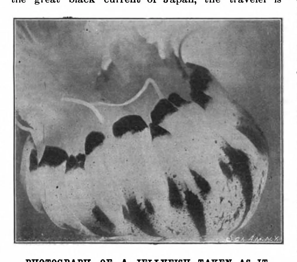 An illustration from Scientific American, Vol. 83, No. 7 (1900), 1900, leaf 10