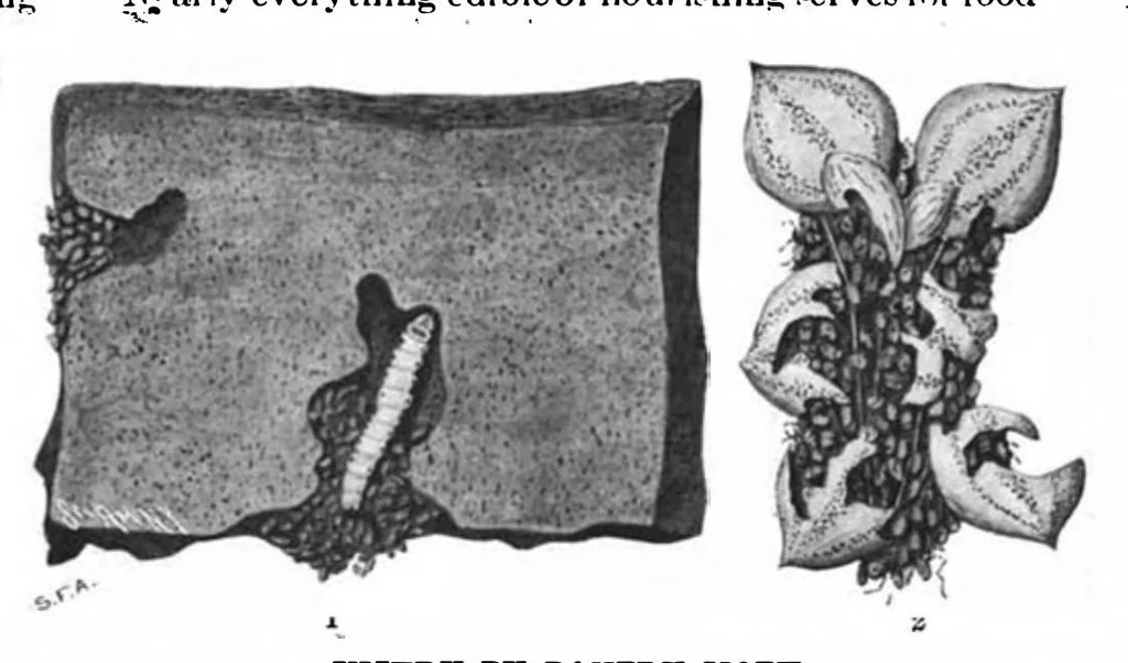 An illustration from Scientific American, Vol. 83, No. 16 (1900), 1900, leaf 9