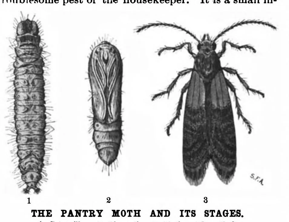 An illustration from Scientific American, Vol. 83, No. 16 (1900), 1900, leaf 9