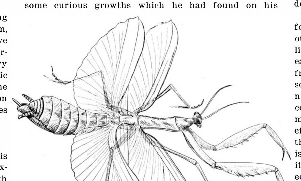 An illustration from Scientific American, Vol. 84, No. 7 (February 16, 1901), 1901, leaf 8
