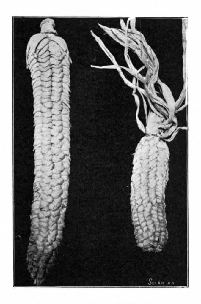 An illustration from Scientific American, Vol. 84, No. 9 (1901), 1901, leaf 4