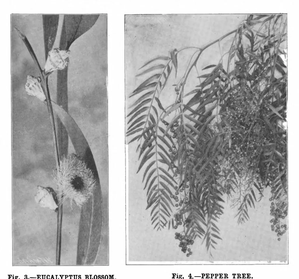 An illustration from Scientific American, Vol. 84, No. 10 (1901), 1901, leaf 4