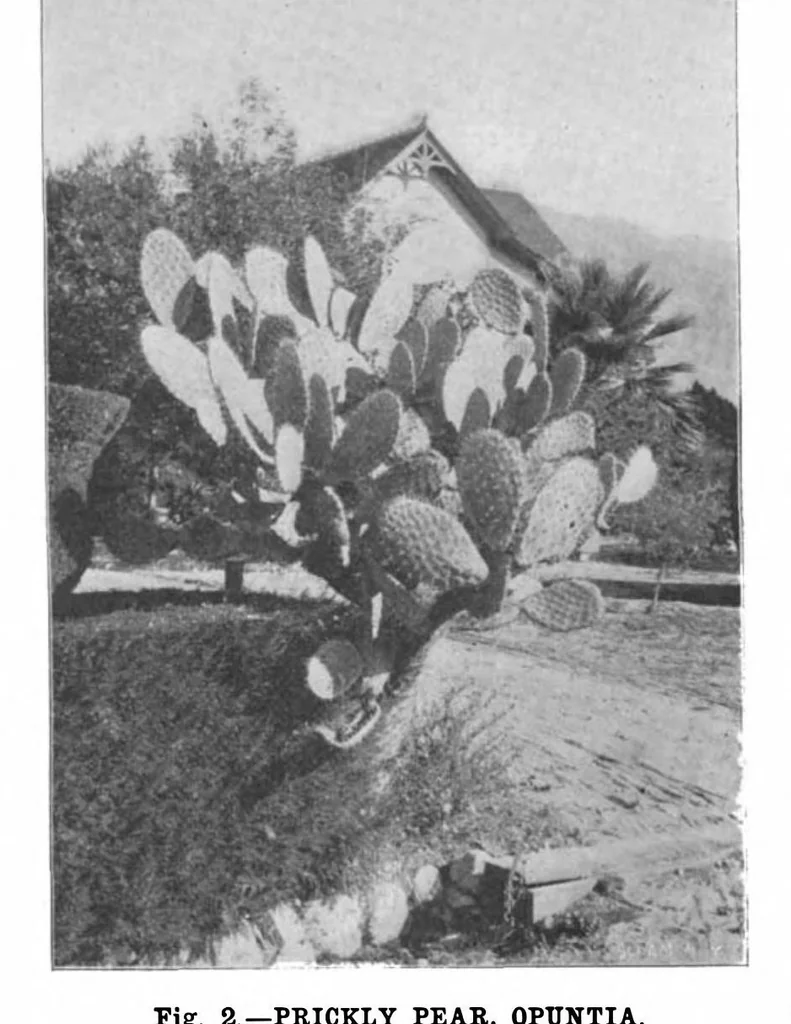 An illustration from Scientific American, Vol. 84, No. 10 (1901), 1901, leaf 4