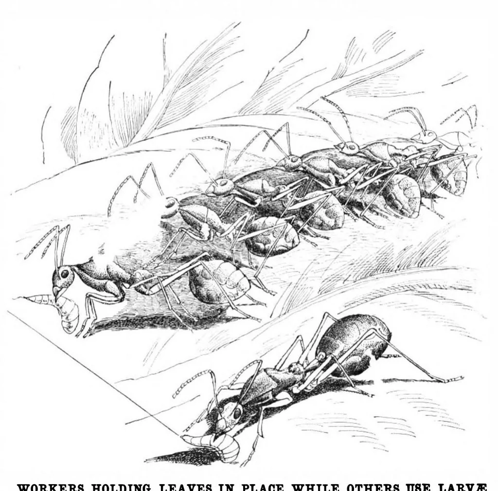 An illustration from Scientific American, Vol. 84, No. 17 (1901), 1901, leaf 8