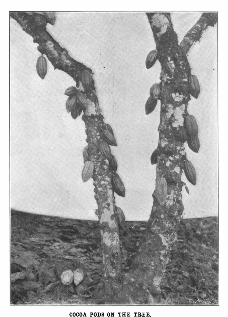 An illustration from Scientific American, Vol. 84, No. 23 (1901), 1901, leaf 7