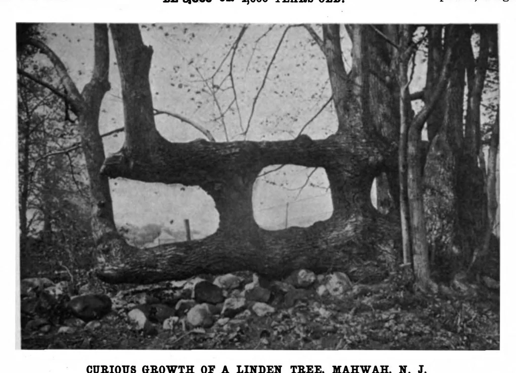 An illustration from Scientific American, Vol. 85, No. 5 (1901), 1901, leaf 8