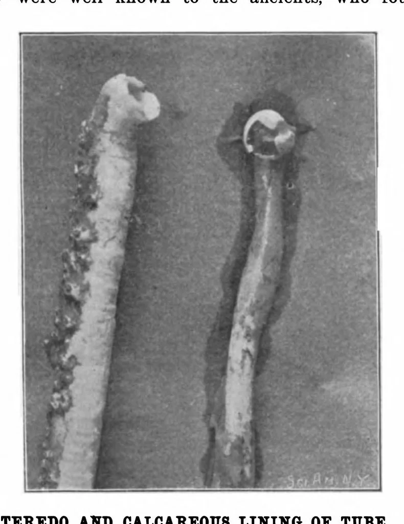 An illustration from Scientific American, Vol. 85, No. 20 (1901), 1901, leaf 10