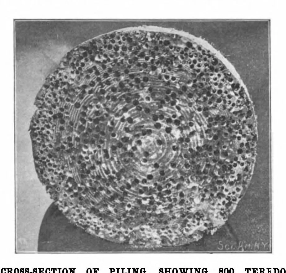 An illustration from Scientific American, Vol. 85, No. 20 (1901), 1901, leaf 10