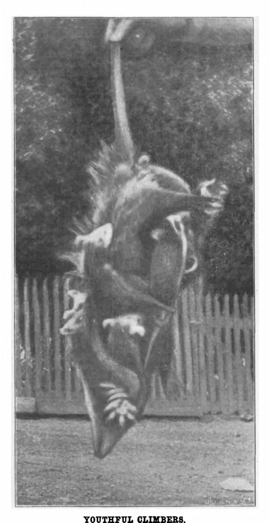 An illustration from Scientific American, Vol. 85, No. 21 (1901), 1901, leaf 10