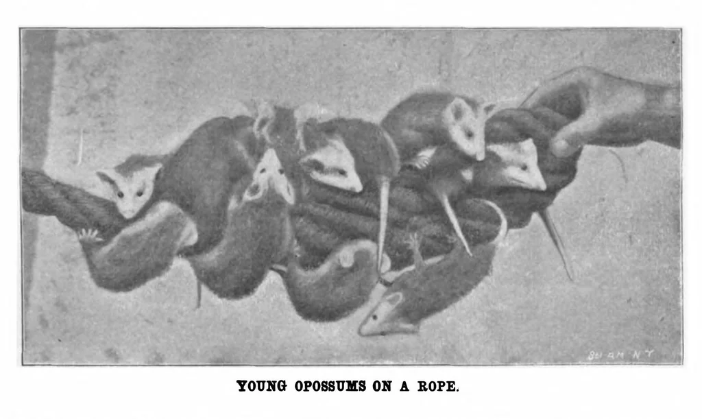 An illustration from Scientific American, Vol. 85, No. 21 (1901), 1901, leaf 10