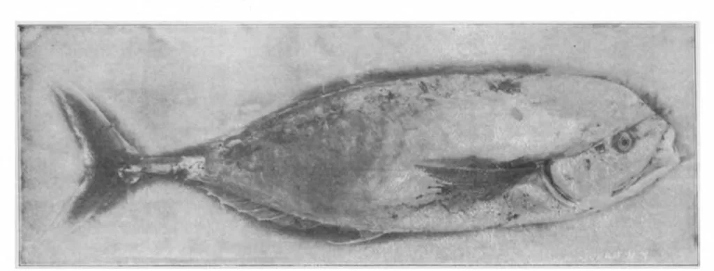 An illustration from Scientific American, Vol. 85, No. 25 (1901), 1901, leaf 10