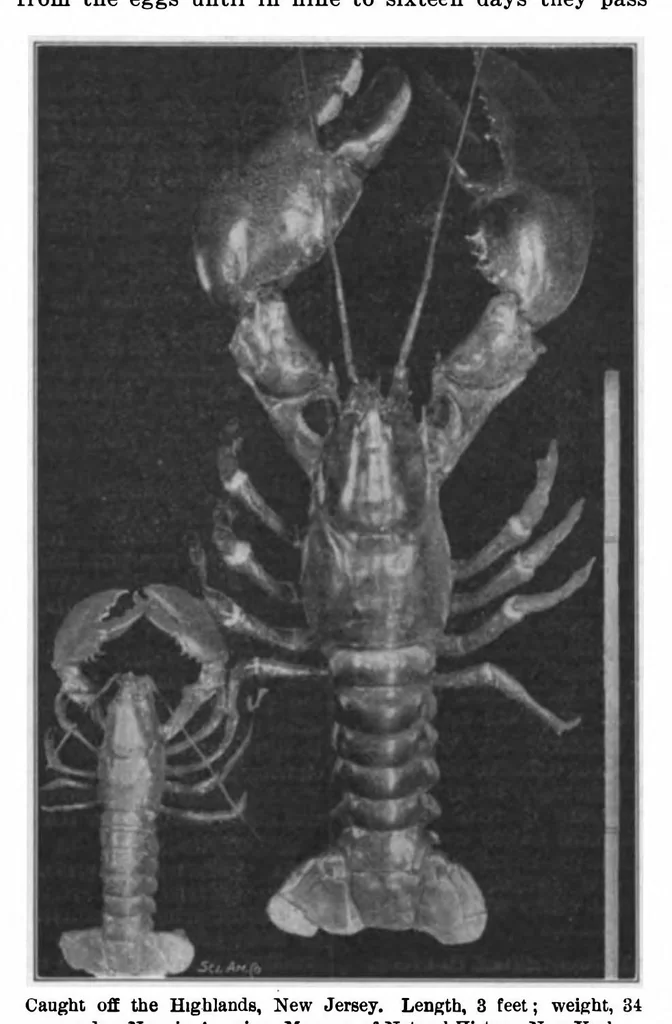 An illustration from Scientific American, Vol. 86, No. 20 (May 17, 1902), 1902, leaf 12
