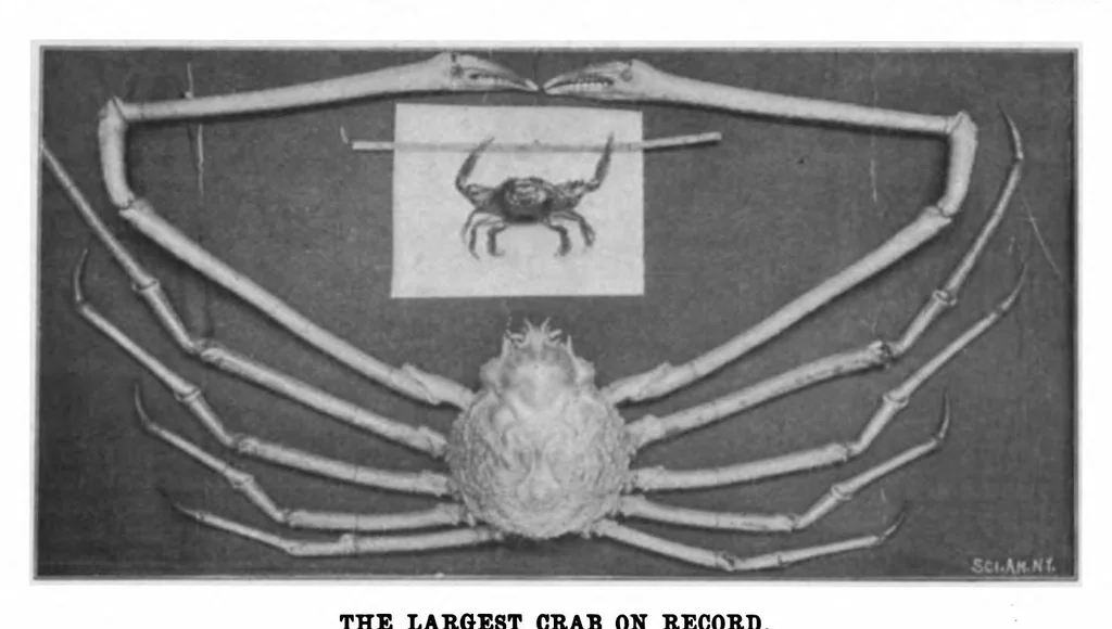 An illustration from Scientific American, Vol. 86, No. 20 (May 17, 1902), 1902, leaf 12