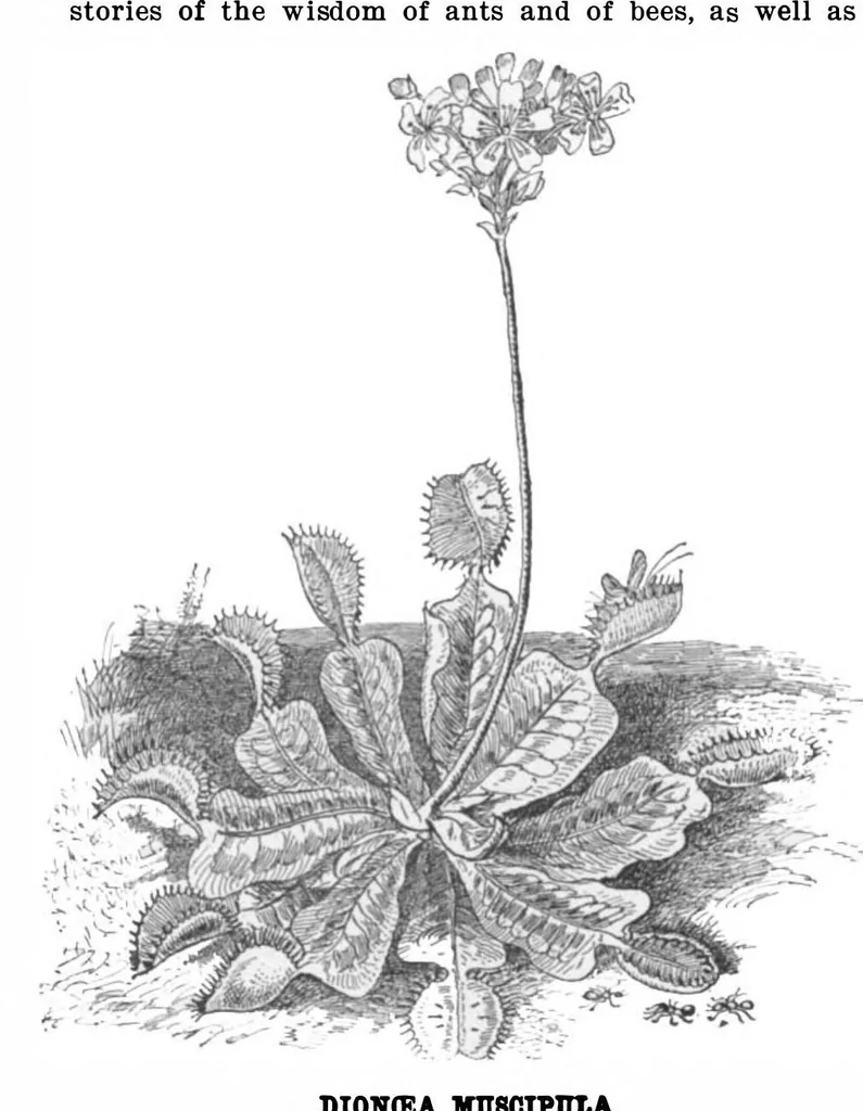An illustration from Scientific American, Vol. 86, No. 25 (1902), 1902, leaf 4