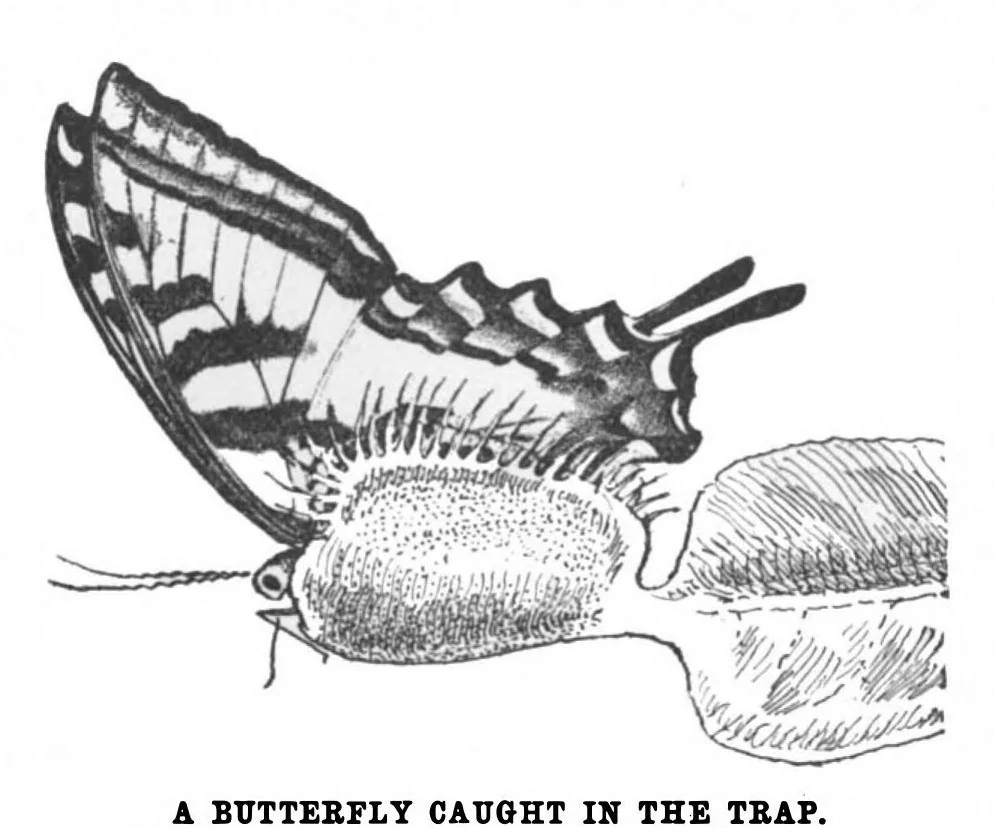 An illustration from Scientific American, Vol. 86, No. 25 (1902), 1902, leaf 4