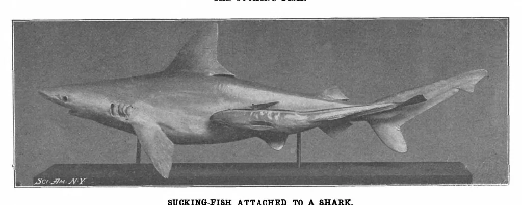 An illustration from Scientific American, Vol. 87, No. 5 (1902), 1902, leaf 8