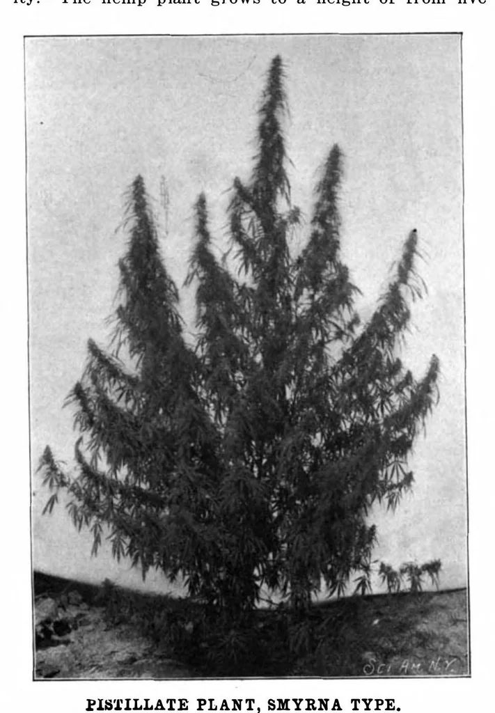 An illustration from Scientific American, Vol. 87, No. 22 (1902), 1902, leaf 3