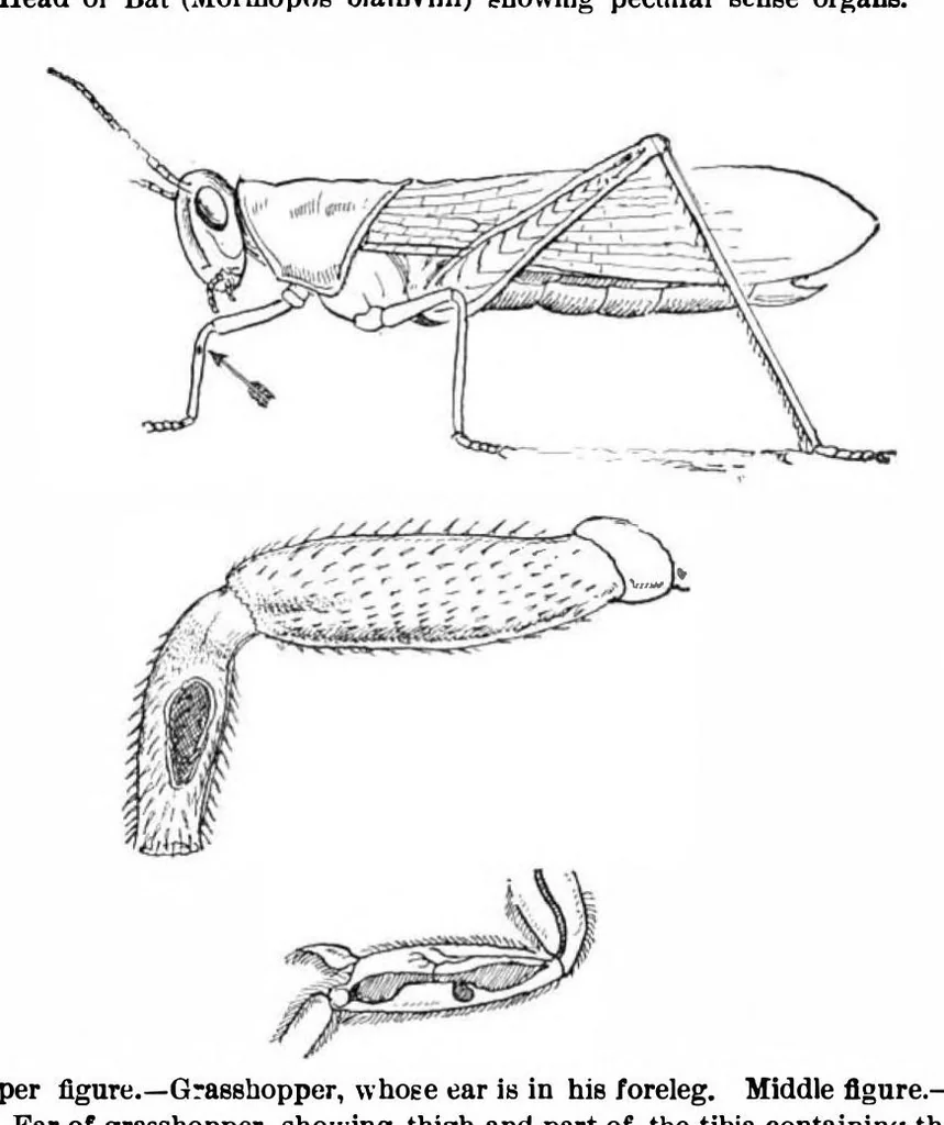 An illustration from Scientific American, Vol. 88, No. 2 (1903), 1903, leaf 9