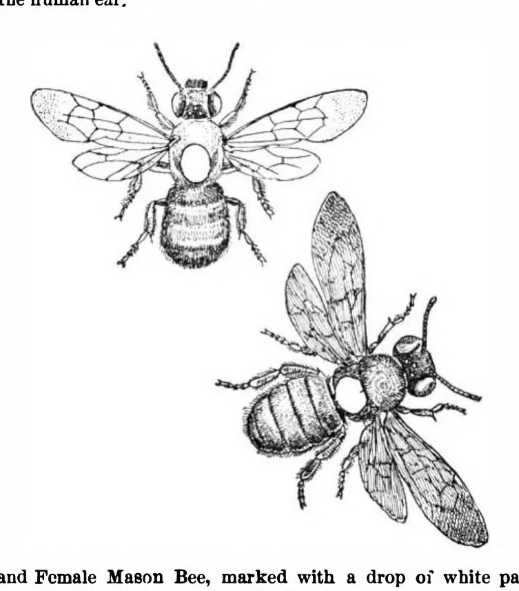 An illustration from Scientific American, Vol. 88, No. 2 (1903), 1903, leaf 9