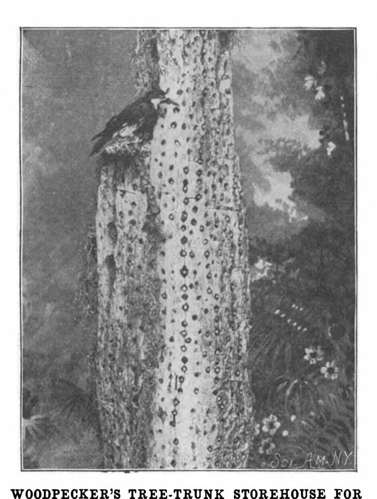 An illustration from Scientific American, Vol. 88, No. 4 (1903), 1903, leaf 10