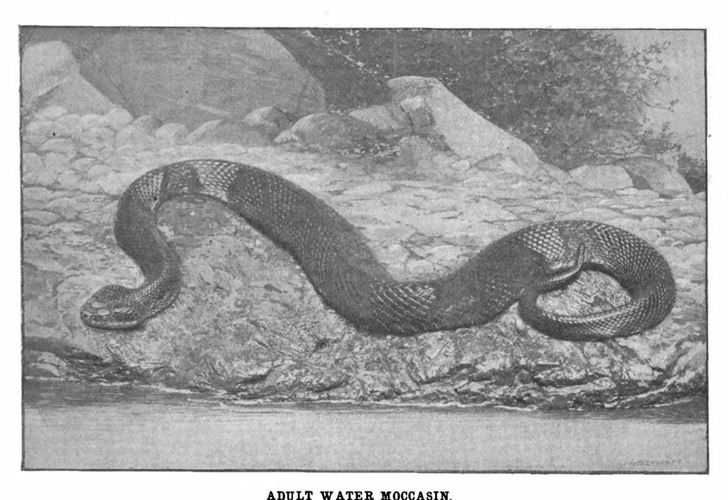 An illustration from Scientific American, Vol. 88, No. 7 (1903), 1903, leaf 9