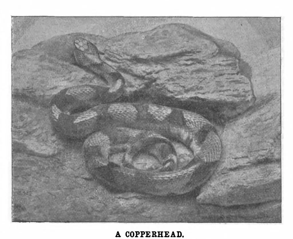 An illustration from Scientific American, Vol. 88, No. 7 (1903), 1903, leaf 9