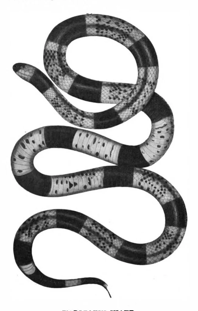 An illustration from Scientific American, Vol. 88, No. 8 (1903), 1903, leaf 8
