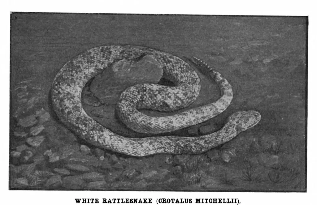 An illustration from Scientific American, Vol. 88, No. 9 (1903), 1903, leaf 7
