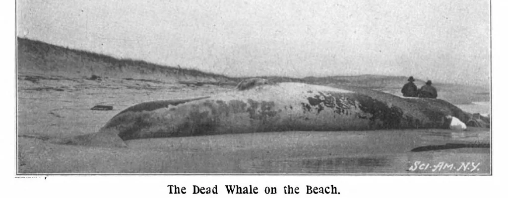 An illustration from Scientific American, Vol. 88, No. 11 (1903), 1903, leaf 10