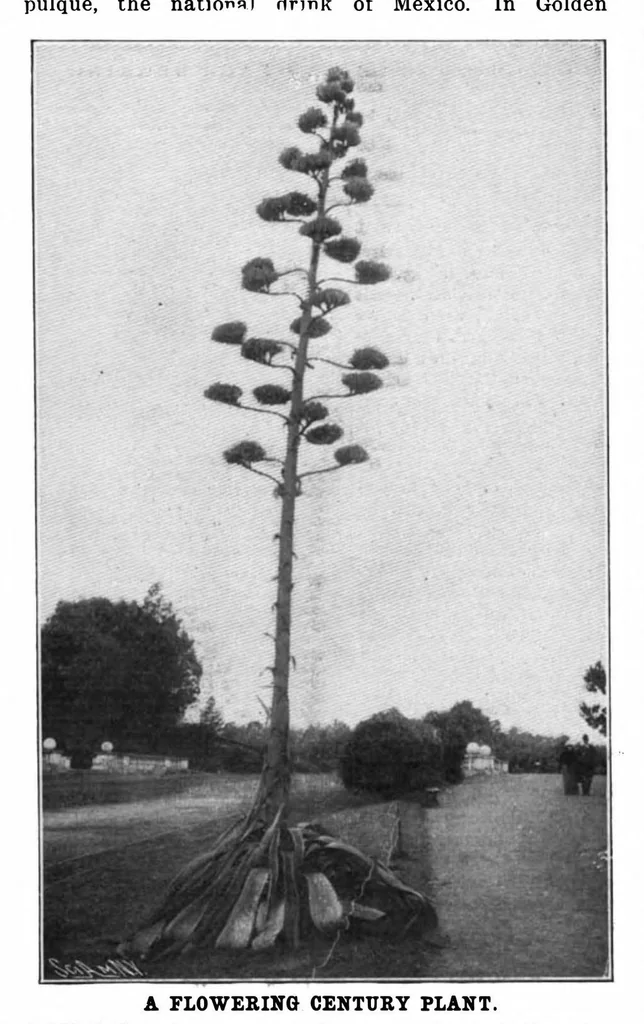 An illustration from Scientific American, Vol. 88, No. 16 (1903), 1903, leaf 10