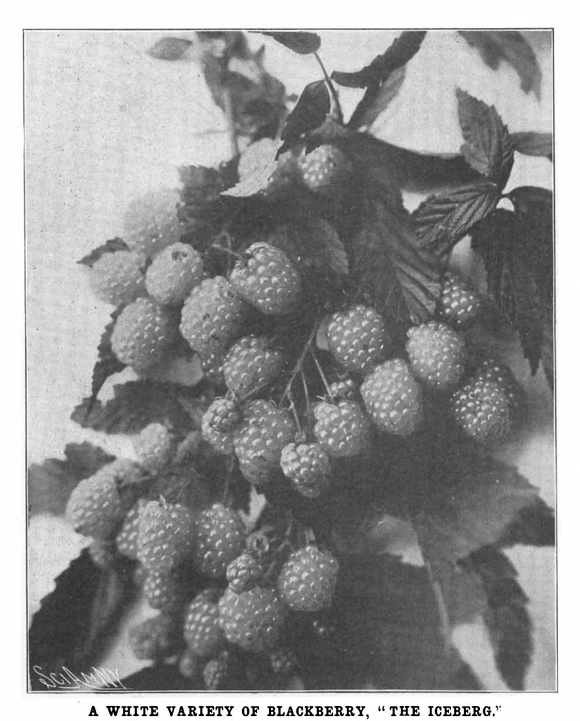 An illustration from Scientific American, Vol. 88, No. 19 (1903), 1903, leaf 9