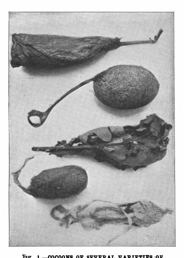 An illustration from Scientific American, Vol. 88, No. 22 (1903), 1903, leaf 8