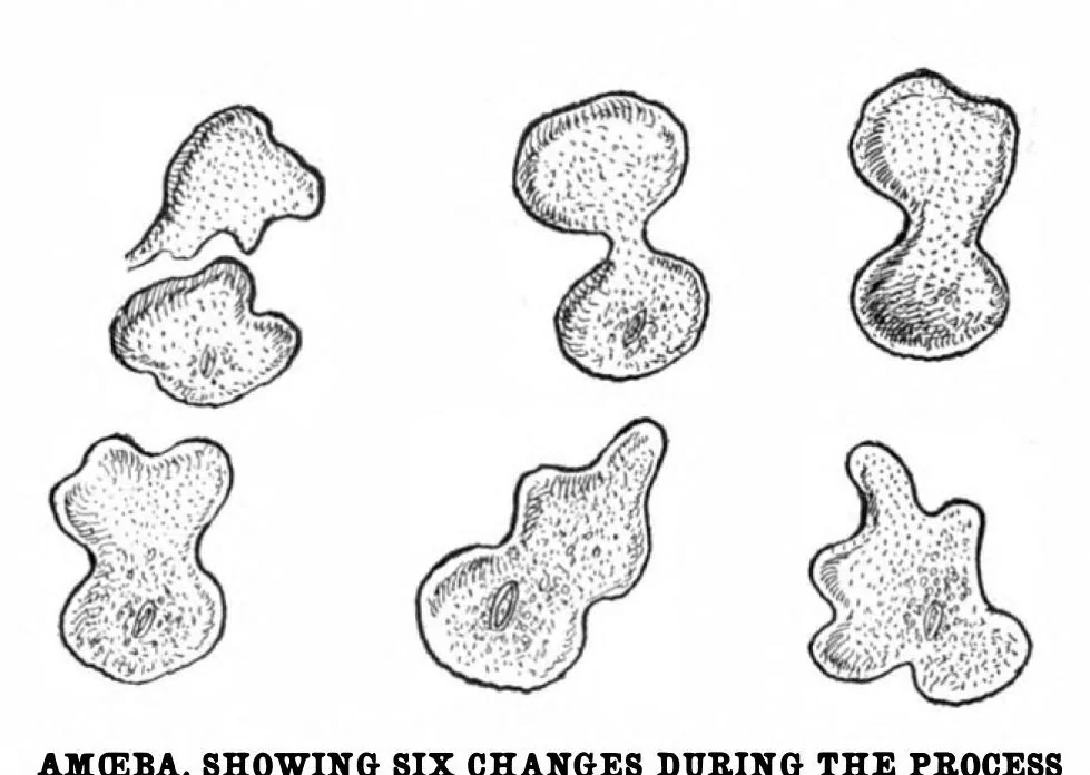 An illustration from Scientific American, Vol. 89, No. 2 (1903), 1903, leaf 10