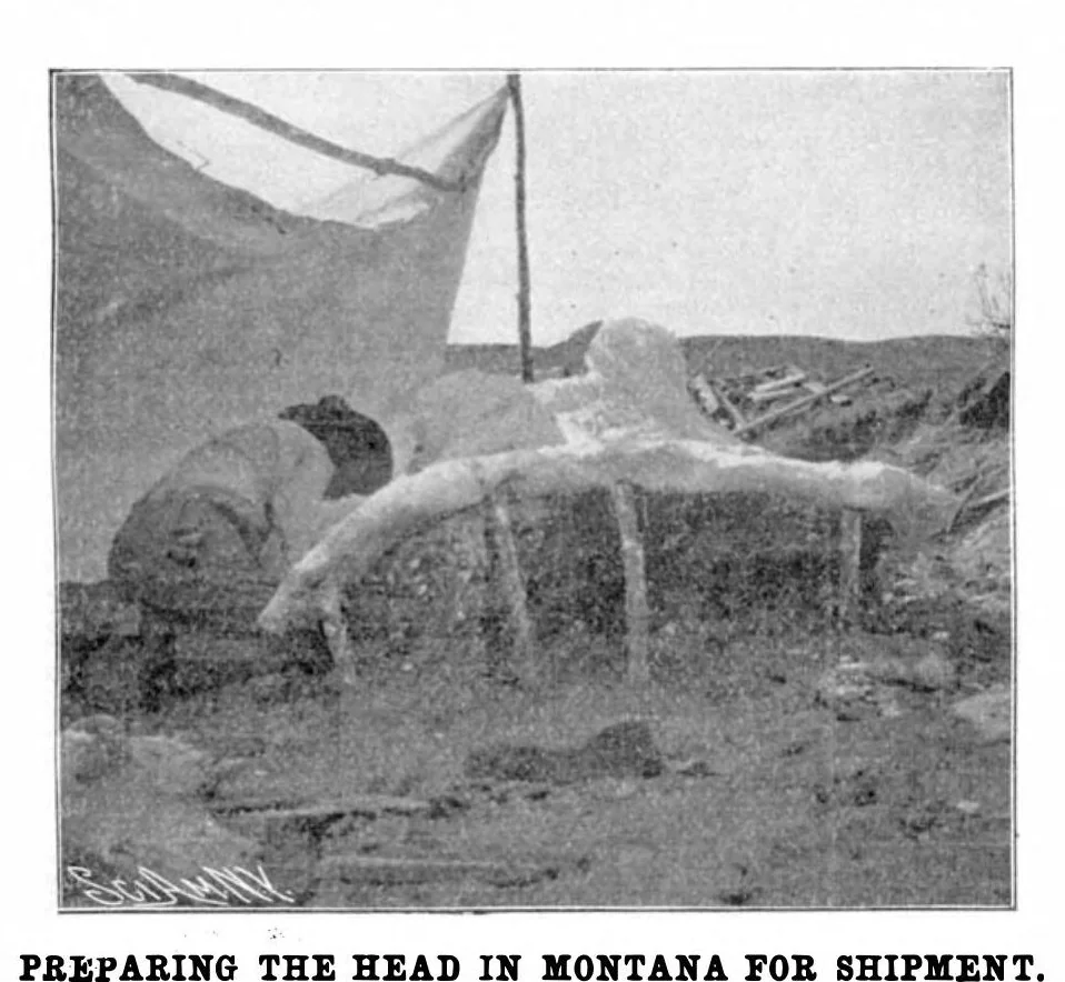 An illustration from Scientific American, Vol. 89, No. 5 (1903), 1903, leaf 10