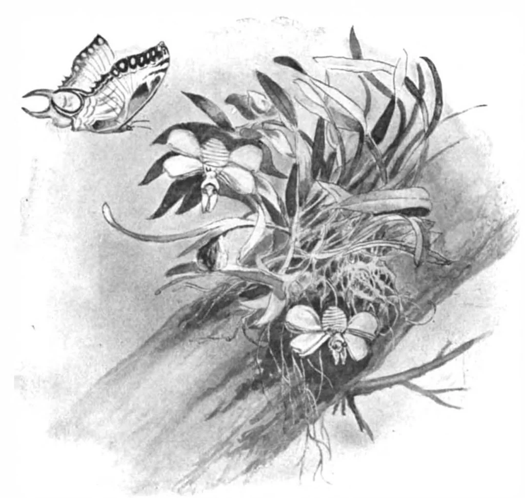 An illustration from Scientific American, Vol. 89, No. 8 (1903), 1903, leaf 10