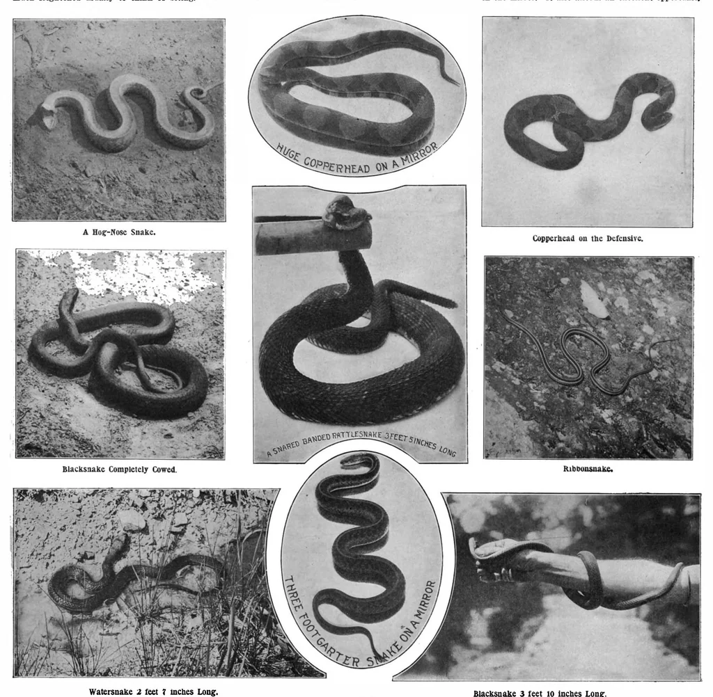 An illustration from Scientific American, Vol. 89, No. 20 (1903), 1903, leaf 17