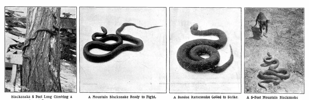 An illustration from Scientific American, Vol. 89, No. 21 (1903), 1903, leaf 7